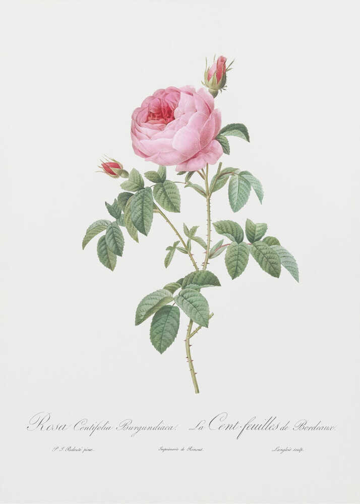 Burgunderkohlrose, Les Roses (1817–1824) | Leinwand