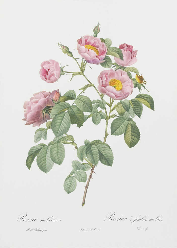 Halbgefüllte Sorte der Tomentoserose, Les Roses (1817–1824) | Leinwand