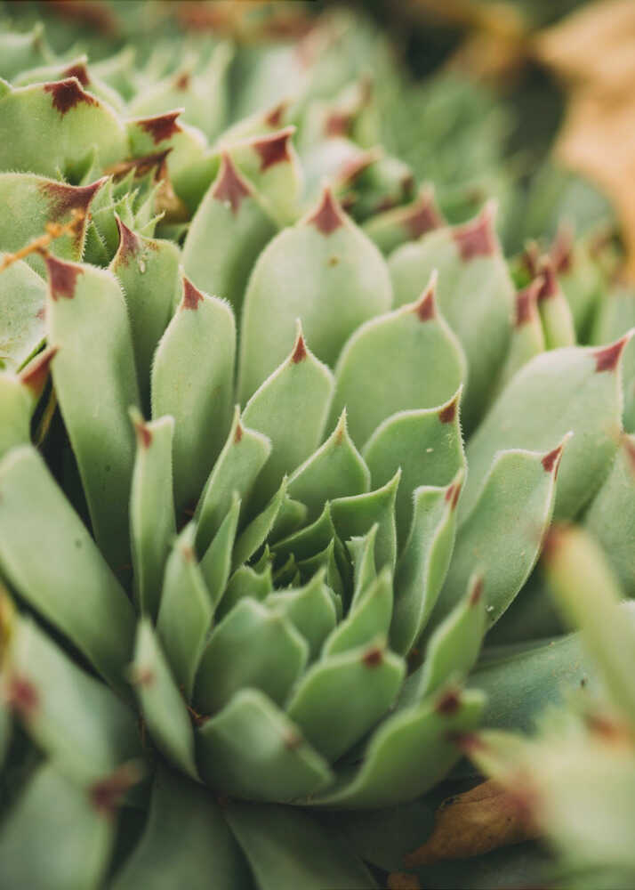 Verticille succulent | Affiche