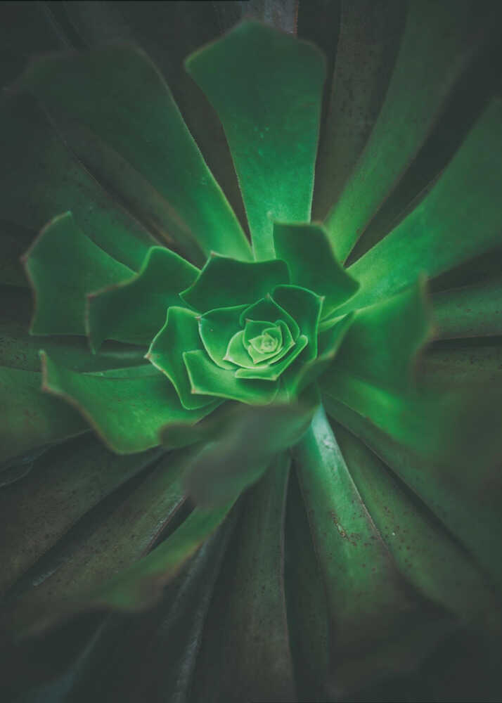 Grüne Spiralblüte | Leinwand