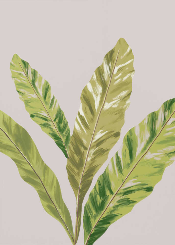 Helecho Art | Leinwand