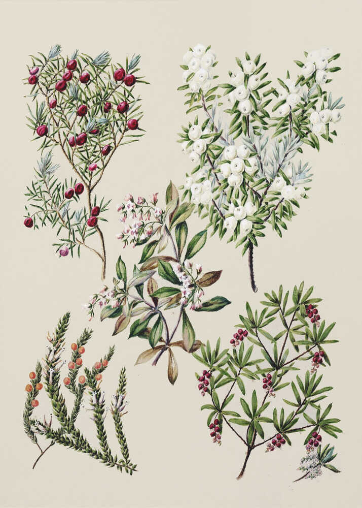 Antike Blumenzeichnungen von Sarah Featon (1848–1927) | Leinwand
