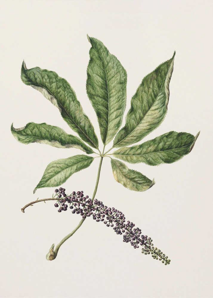 Antike Pflanzenzeichnung von Sarah Featon (1848–1927) | Leinwand