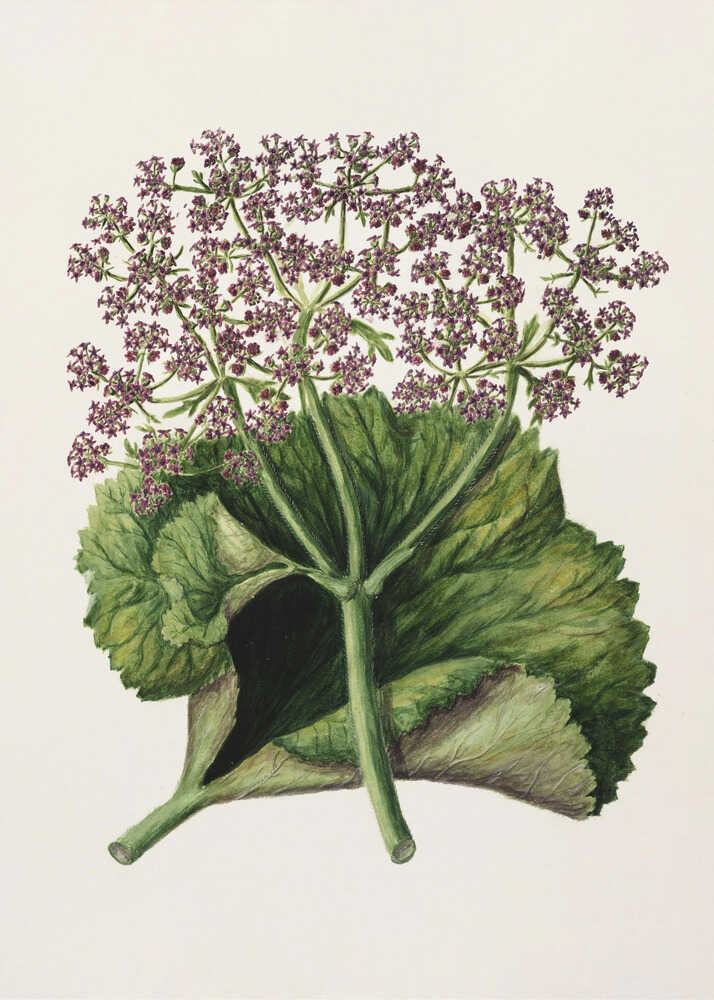 Antike Pflanze II, gezeichnet von Sarah Featon (1848–1927) | Leinwand