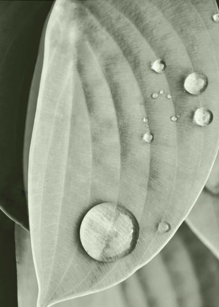 Eleganz wie Tau auf Blättern | Leinwand