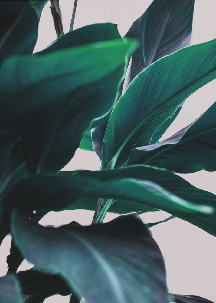 Eleganz tropischer Blätter | Leinwand