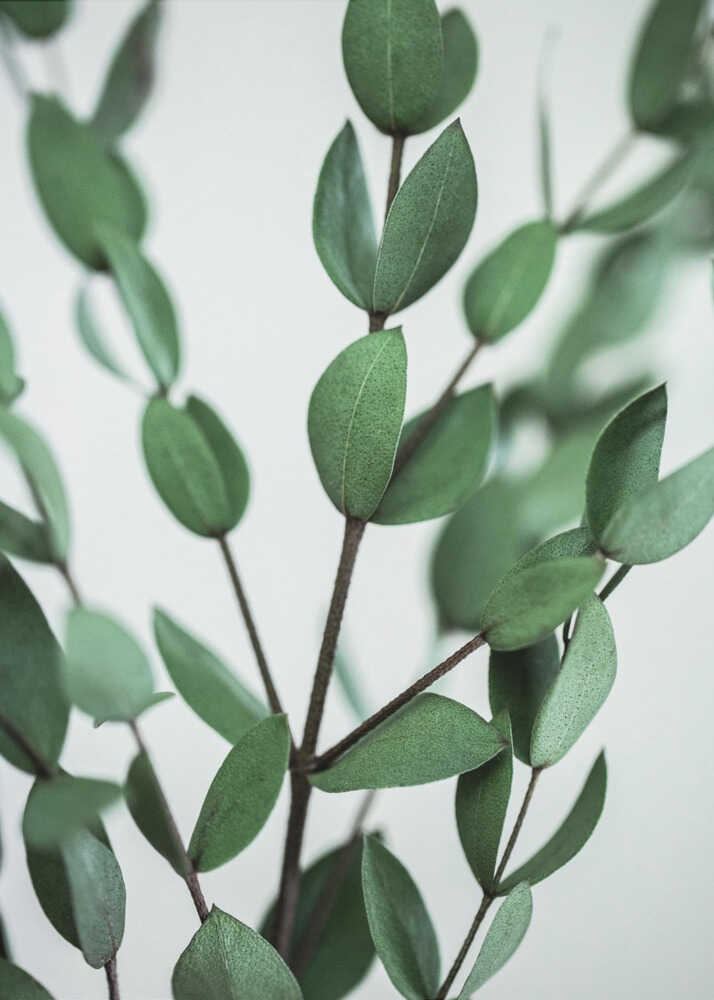 Eukalyptuszweige | Poster