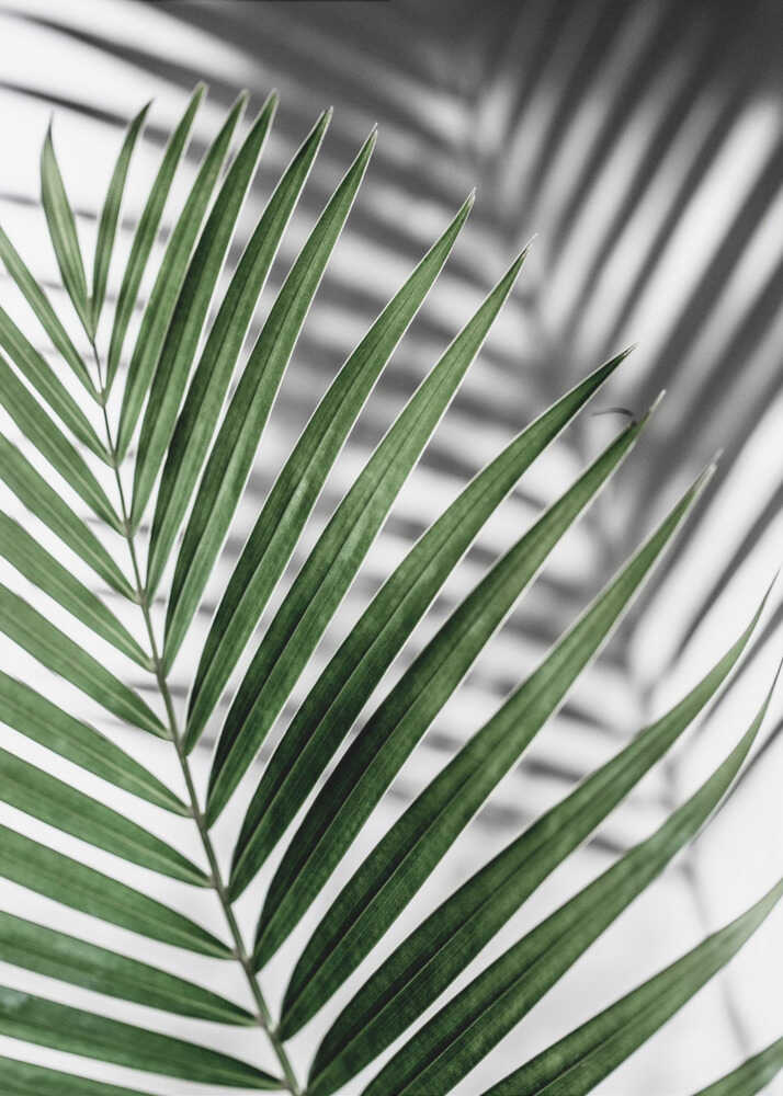 Leuchtend grünes Palmenblatt | Leinwand
