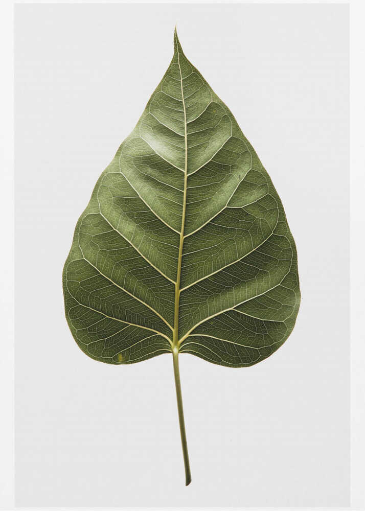 Die filigranen Blattadern | Leinwand