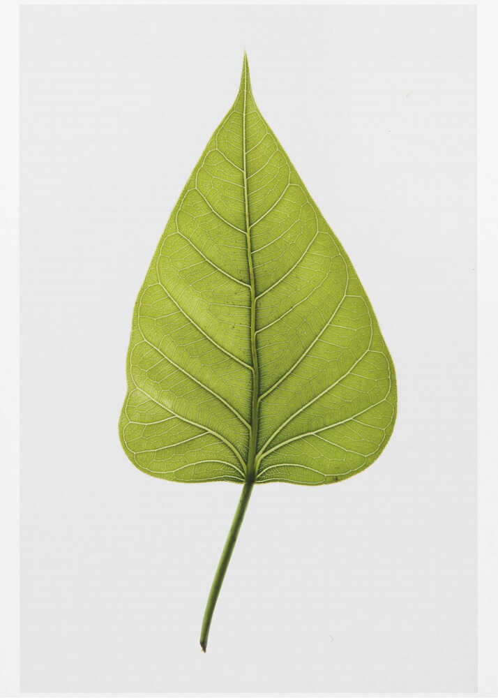 Einzelnes grünes Blatt mit filigranem Adernmuster | Leinwand