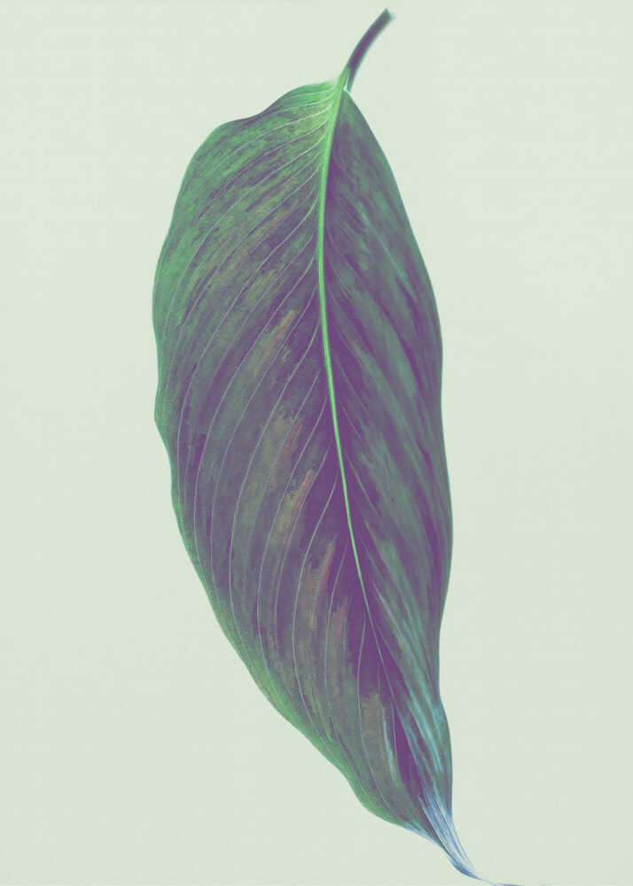 Einzelnes grünes Blatt | Leinwand