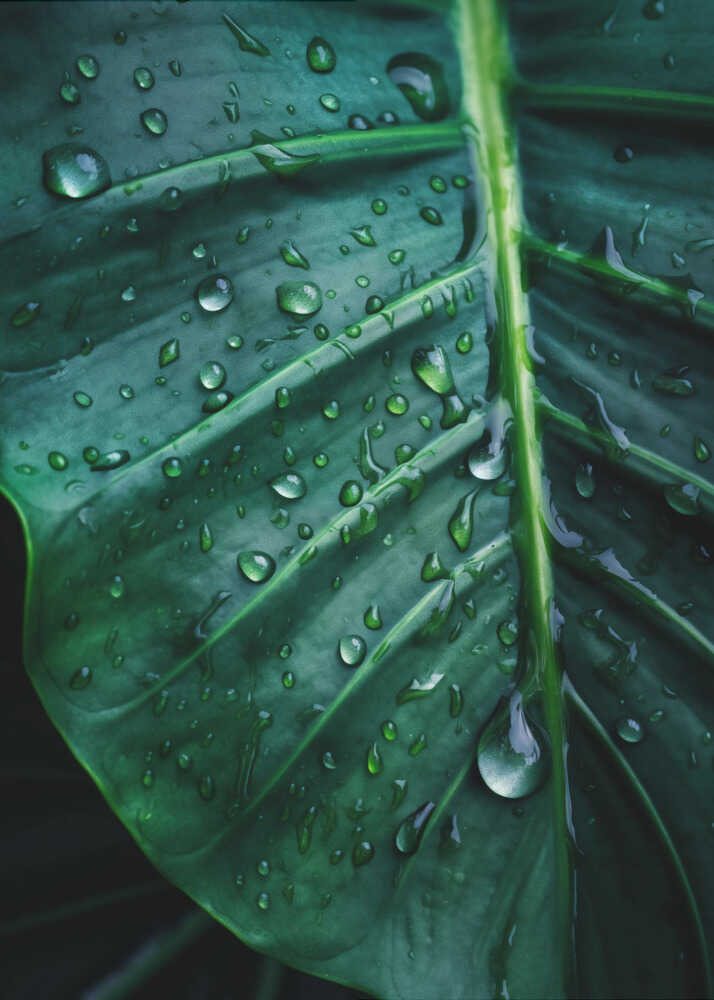 Feuille caressée par la pluie | Toile