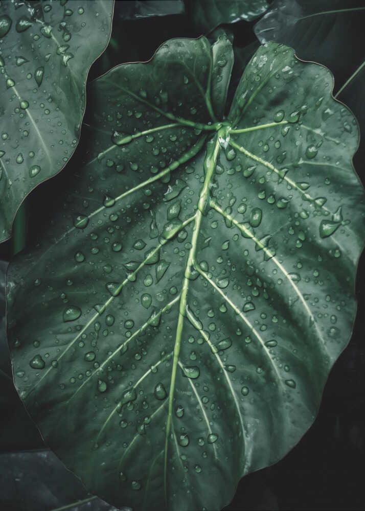 Vom Regen geküsste Blätter | Leinwand