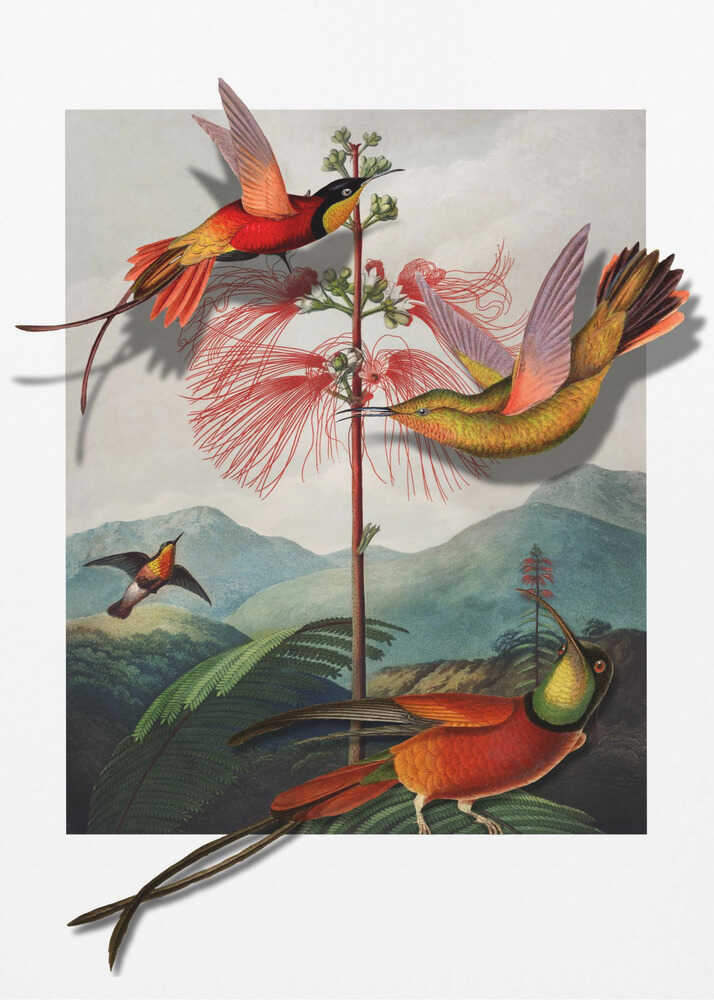 Mimosa Grandiflora | Poster