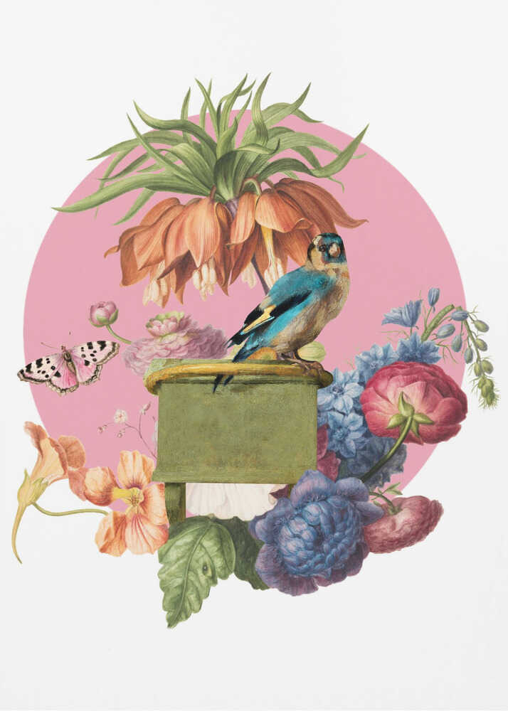 Colorful Bird Perched On A Box | Poster