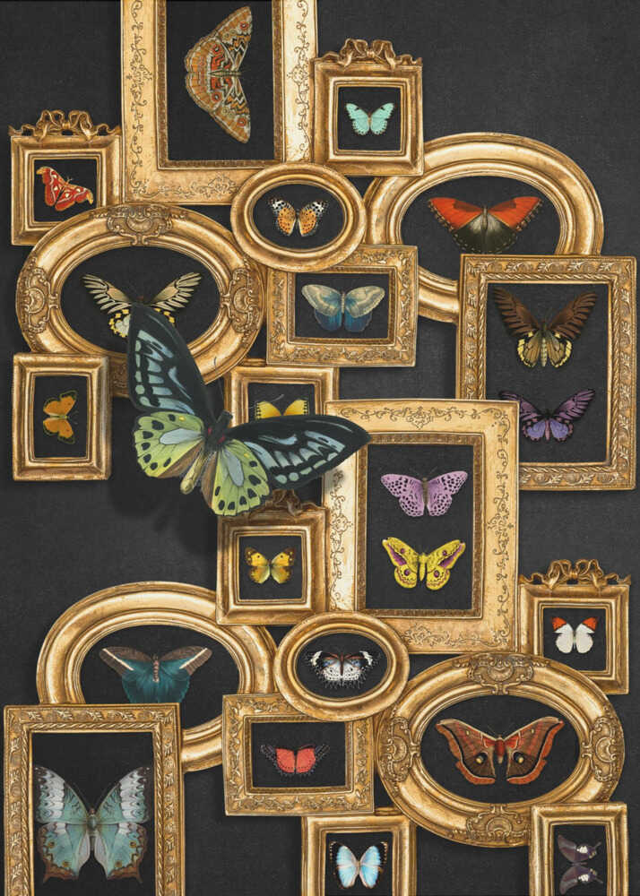 A Collection Of Butterflies | Poster