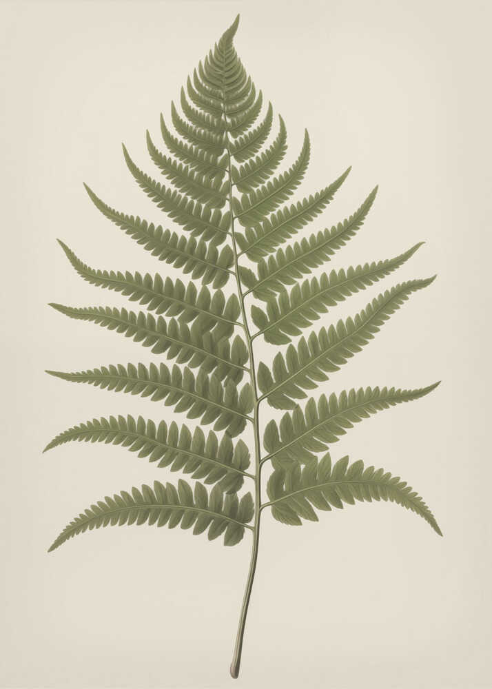 Dryopteris Filix Mas | Affiche