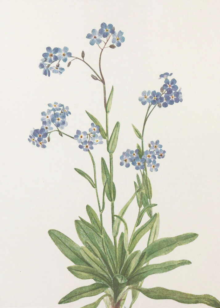 Alpen-Vergissmeinnicht aus „Nordamerikanische Wildblumen“ (1925) von Mary Vaux Walcott | Leinwand