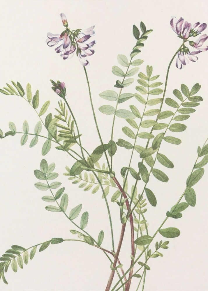 Alpen-Tragant aus „Nordamerikanische Wildblumen“ (1925) von Mary Vaux Walcott | Leinwand