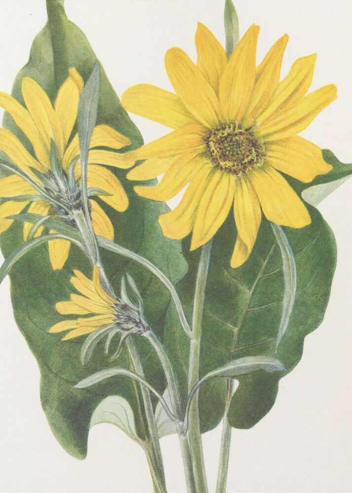 Balsamwurzel aus „Nordamerikanische Wildblumen“ (1925) von Mary Vaux Walcott | Leinwand