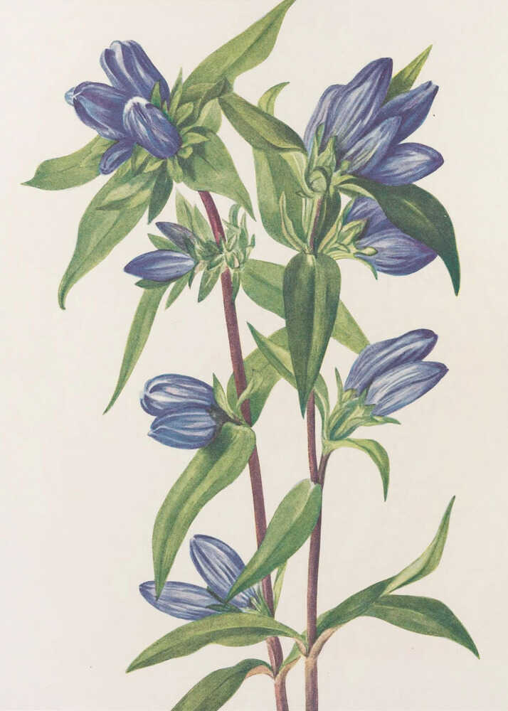 Flaschenenzian aus „Nordamerikanische Wildblumen“ (1925) von Mary Vaux Walcott | Leinwand