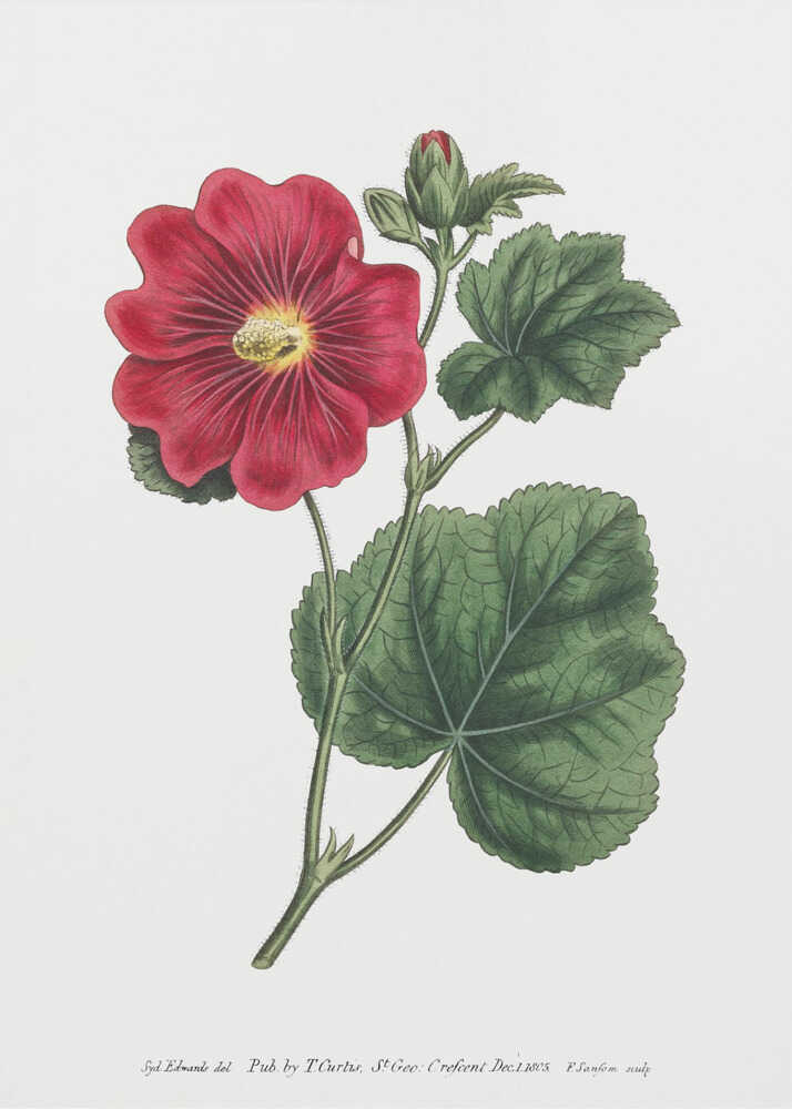 Alcea Rosea 1815 Blumengarten, dargestellt von Francis Sansom | Leinwand