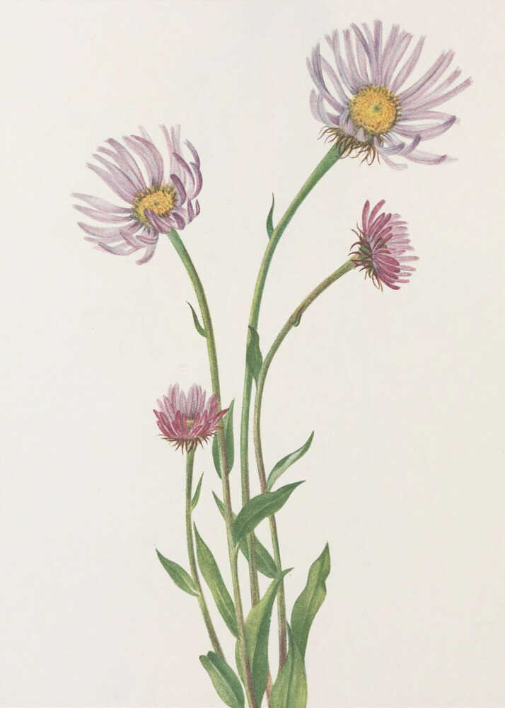 Alaska-Berufkraut aus „Nordamerikanische Wildblumen“ (1925) von Mary Vaux Walcott. | Leinwand