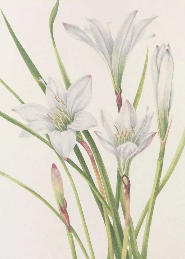 Lys d'Atamasco, extrait de « Fleurs sauvages d'Amérique du Nord » (1925), par Mary Vaux Walcott | Toile