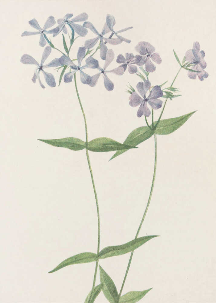 Blauer Phlox aus „North American Wildflowers“ (1925) von Mary Vaux Walcott. | Leinwand