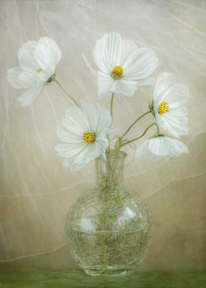 Cosmos breeze | Canvas