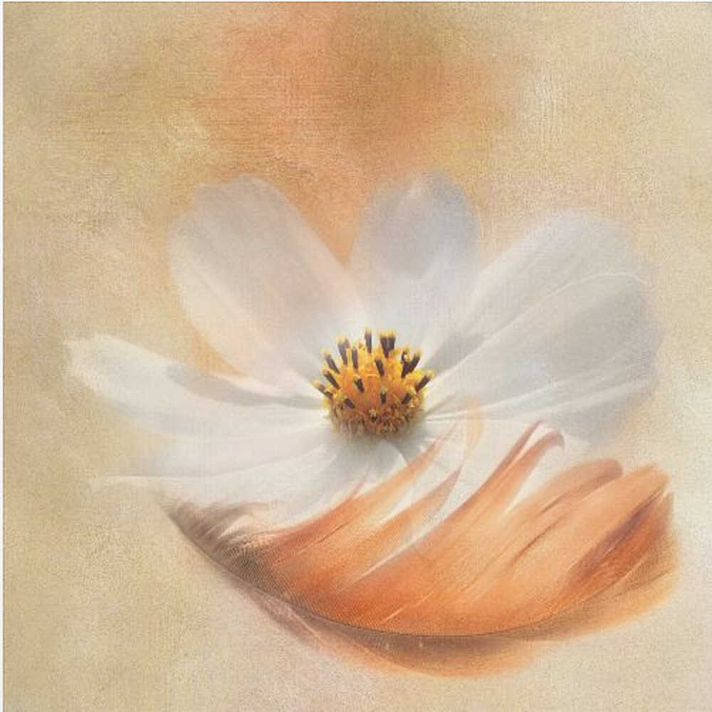 Federleicht | Poster