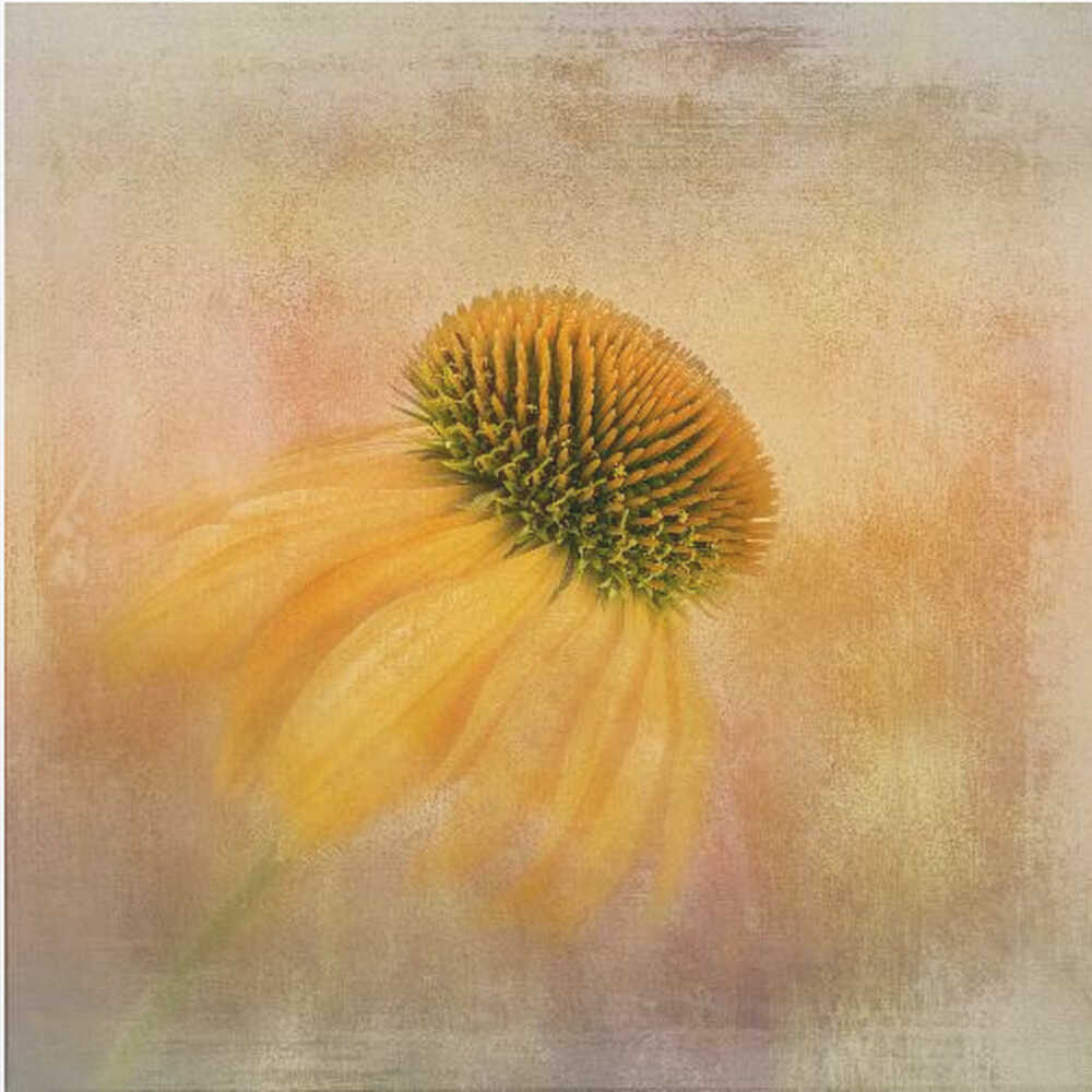 Echinacea in Gelb | Poster