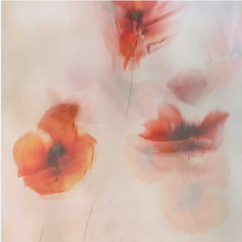 Painted poppies | Canvas