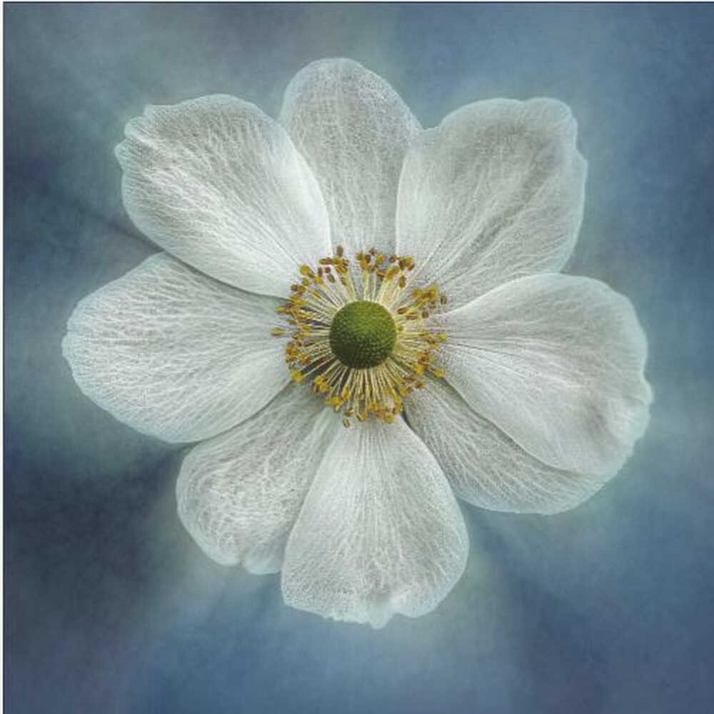 Prinzessin Anne-Mone | Poster