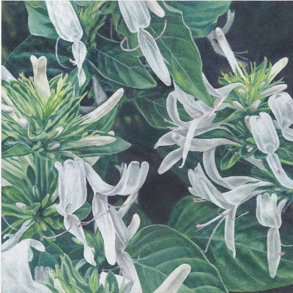 White Flowers By Viccy Wanliss | Canvas