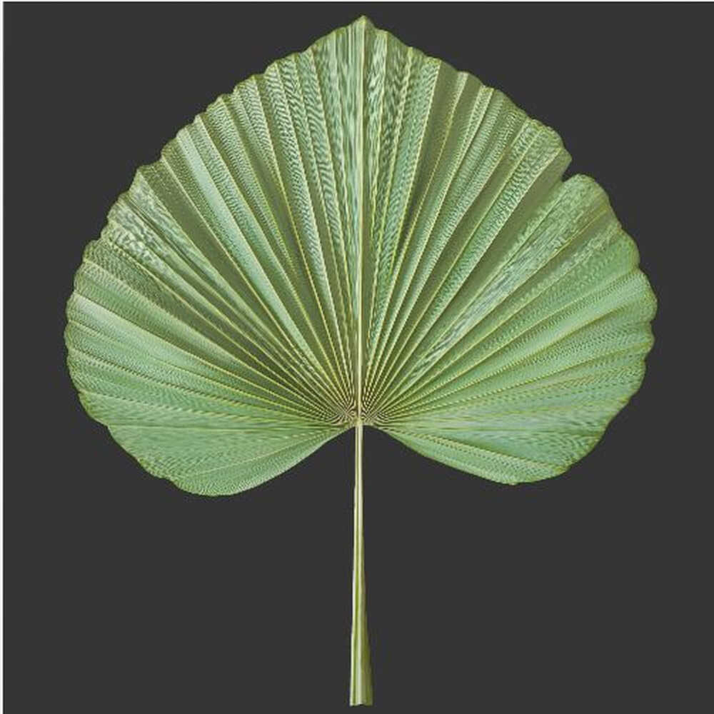 Retro Nostalgic Summer Exotic Leaf | Canvas