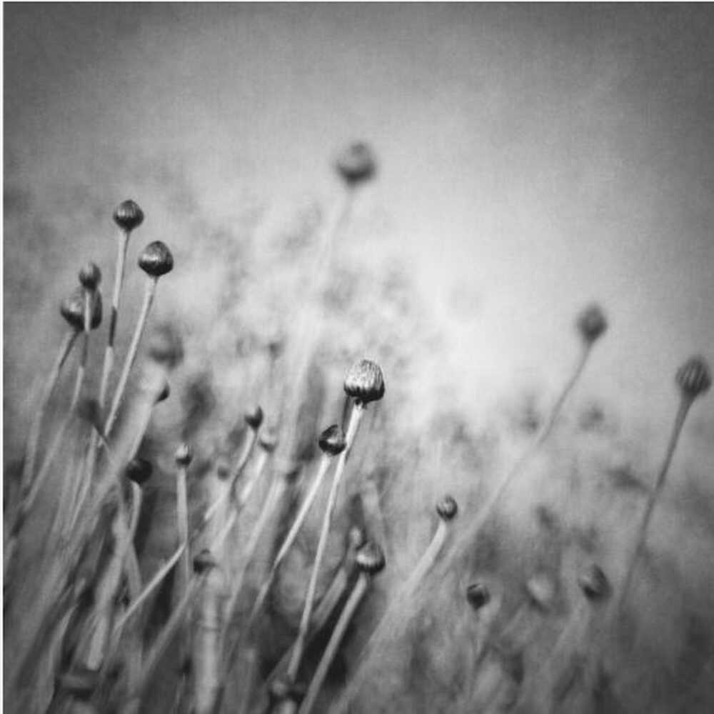 Blossom expectation | Canvas